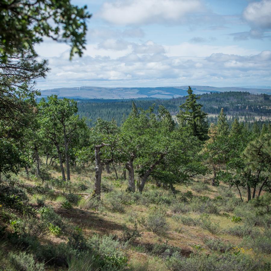 Overlook of valley and distant hills with trees and grasses