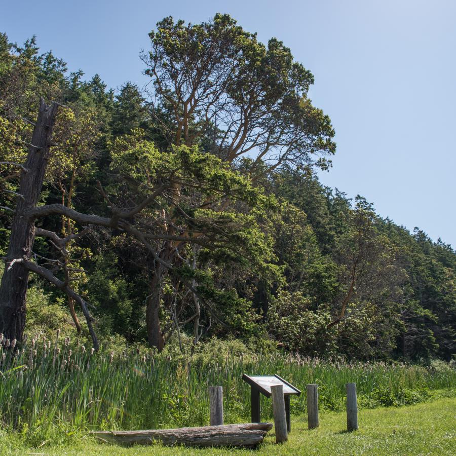 Forested hillside at Camano Island State Park with a large, dead tree prominent on the left side of the image. There are multiple lush, green trees which cause the dead tree to stand out. The hillside is lined with visible cattails, a large fallen log, and an interpretive sign. The foreground of the photo is of mowed grass.