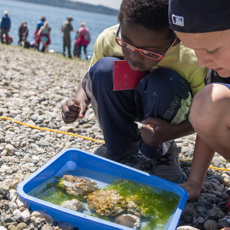 Two youths looking at marine life on rocks found on the beach at Camano Island State Park. Youths are one Black child with red and black glasses, a green t-shirt, and blue pants and a white child with a backwards blue hat, blue or black t-shirt, and blue shorts. In the background are blurry classmates, the beach, and the Saratoga Pass.
