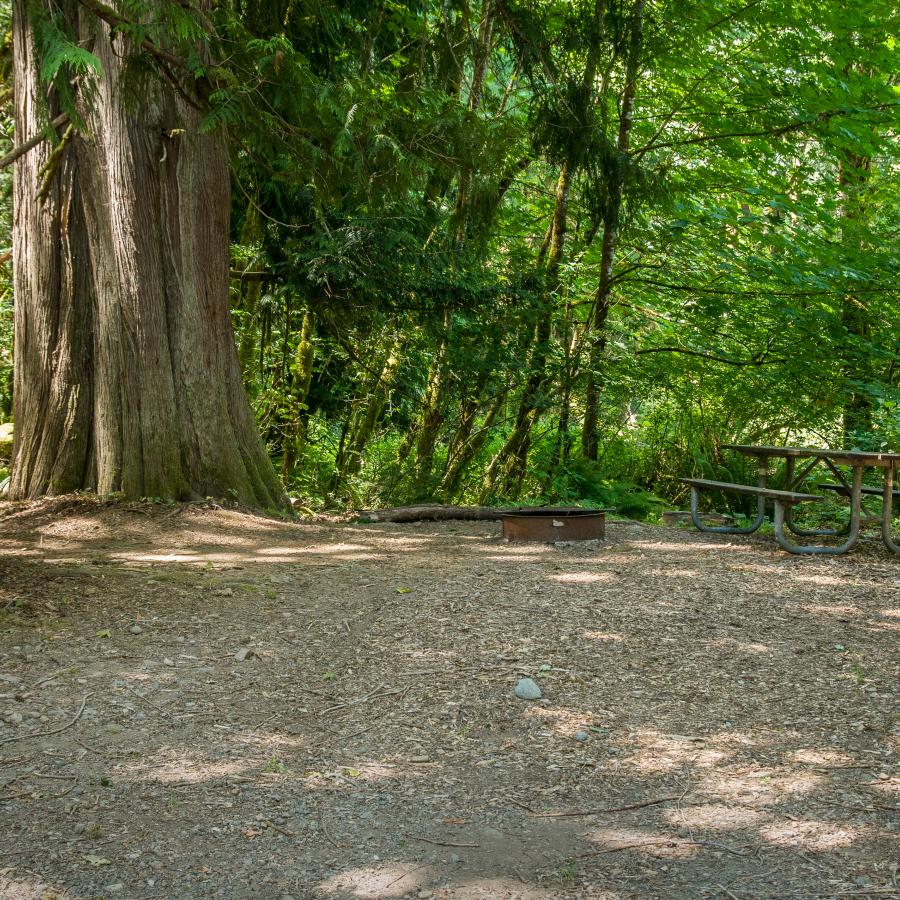 Shaded standard campsite at Dosewallips State Park.