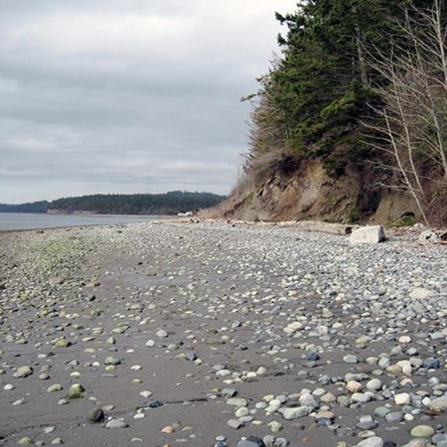Rocky beach at Kinney Point State Park Property. The beach stretches the foreground of the photo with the water to the left and forested area to the right. The beach is rocky with some driftwood. The forested area has evergreens and leafless deciduous trees visible.