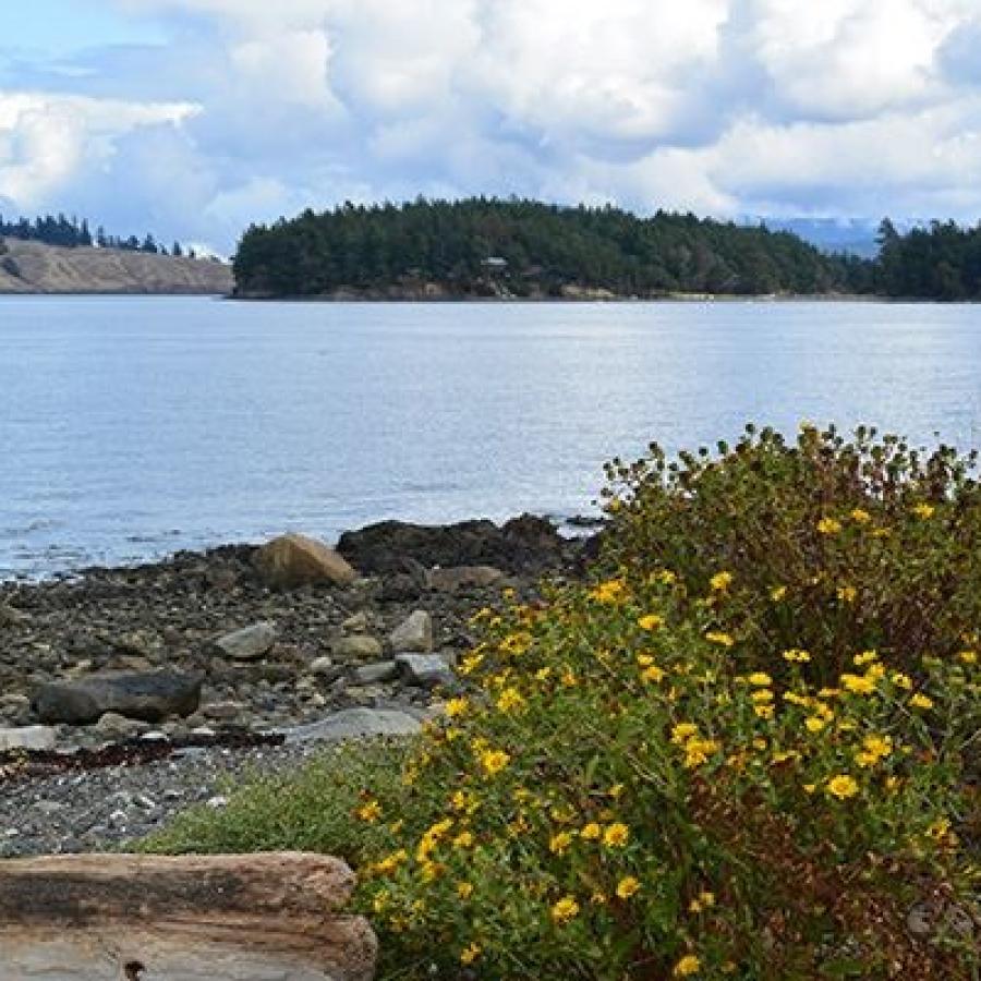 Small yellow flowers with small green leaves and a piece of driftwood take up the foreground with a view of the rocky beach behind them. In the midground the water is reflecting the light blue sky and white fluffy clouds. In the distance hills with rocky sides and forested tops are visible.