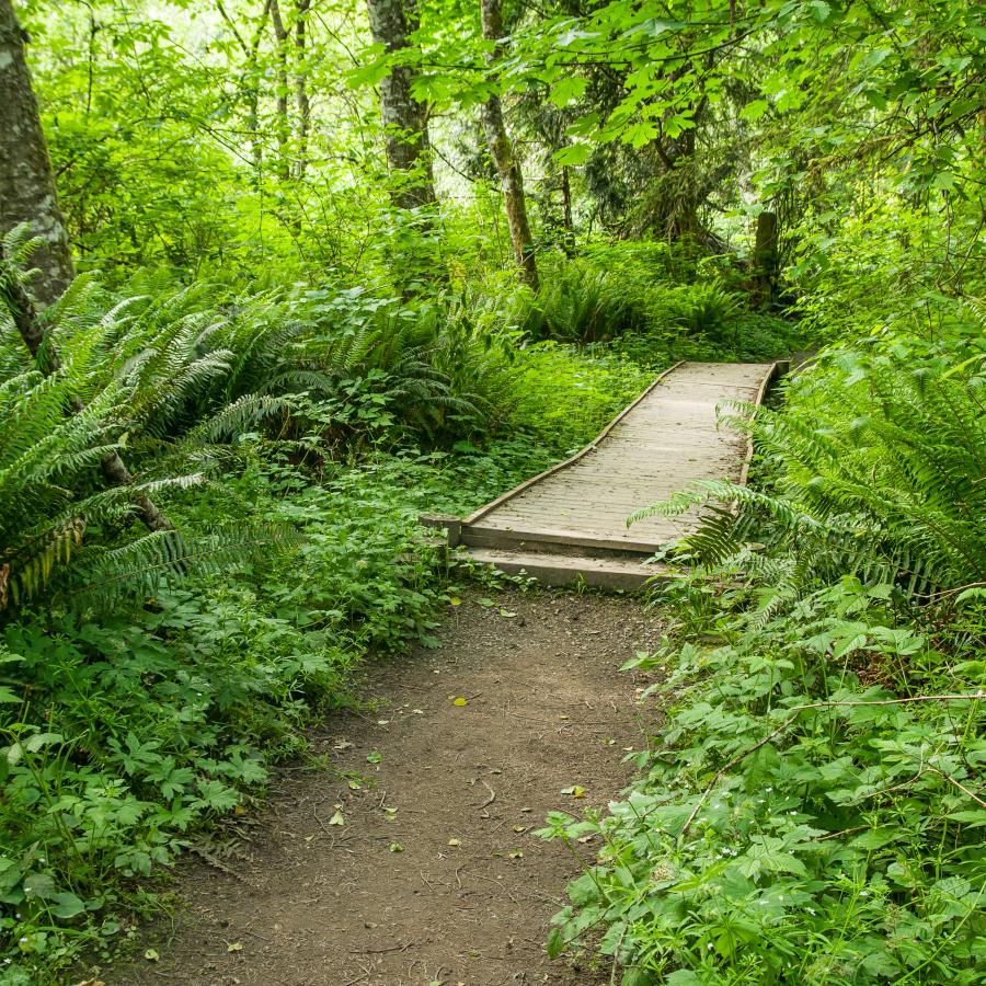 Dirt trail leading to a wooden boardwalk trail with forest on both sides. The trees have bright green leaves and the understory is also bright green.