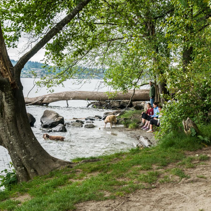 A hiking trail borders the right side of the shoreline where a group of four people and two dogs are enjoying the water. There is a downed tree on top of some rocks, green trees, and some rocks visible.