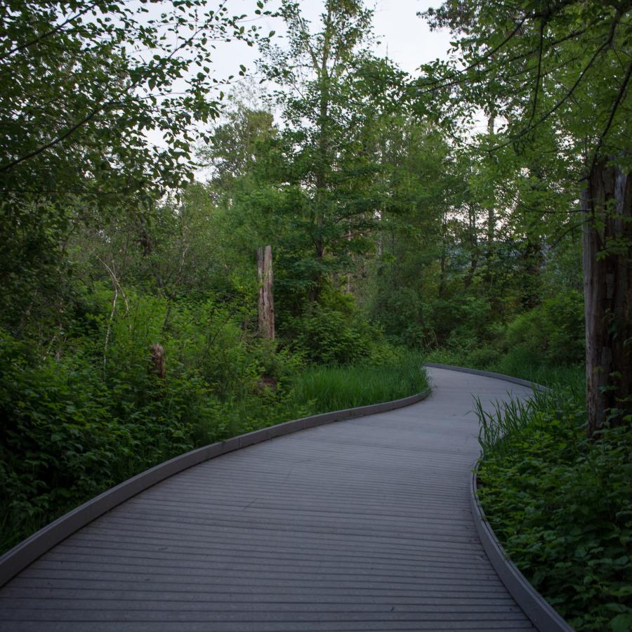 Boardwalk trail along Sunset Beach is visible in the center of the photo gently bending to the right and curving out of site. The sides of the trail are lush and green with some visible underbrush, deciduous trees, and dead trees.