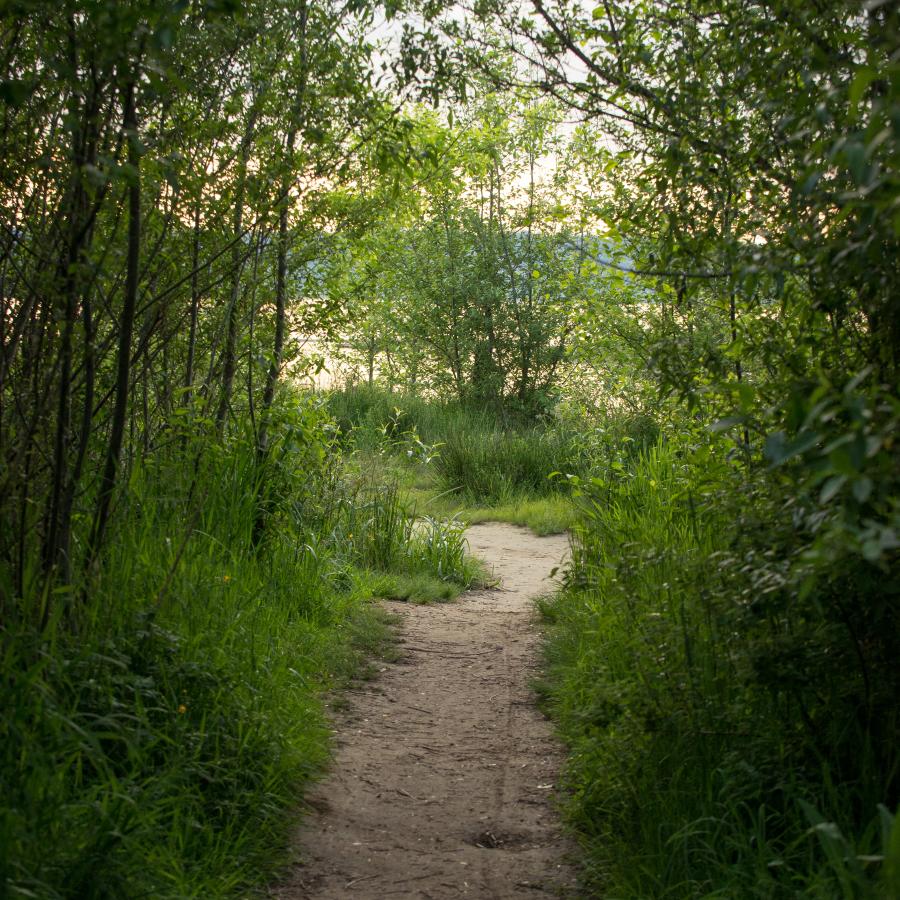 Well worn, sandy trail takes up the center of the photo vertically with lush green grass and underbrush boarding both sides of the trail. Barely visible in the background is Lake Sammamish and the skyline.