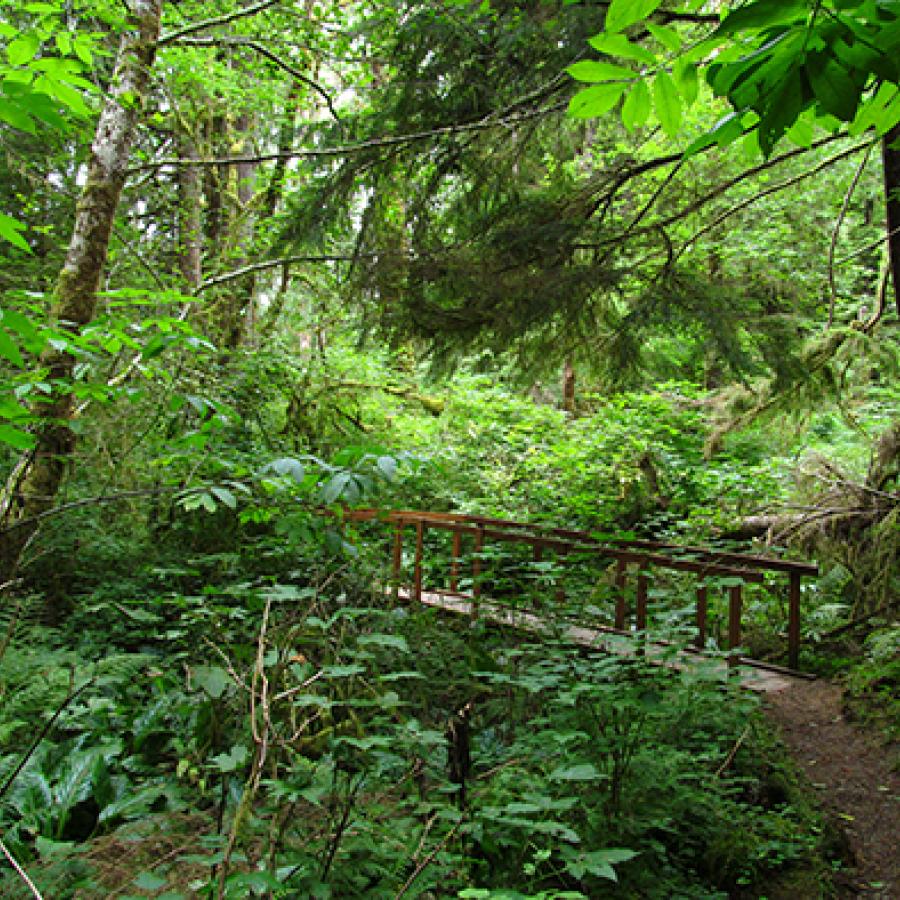 A bridge surrounded by greenery at Bogachiel State Park.