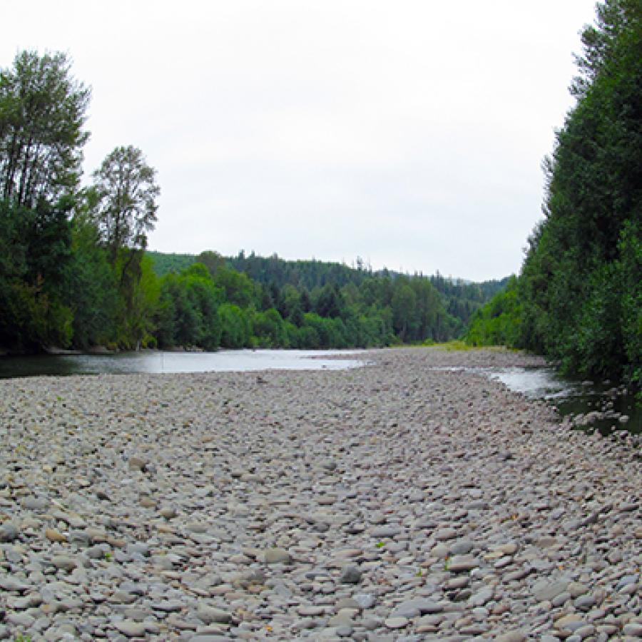 The Bogachiel River's shoreline surrounded by trees.