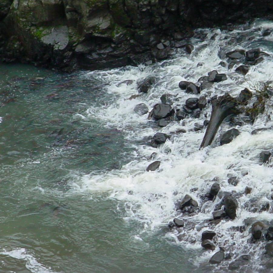 A large group of fish gather at the bottom of a rocky waterfall.