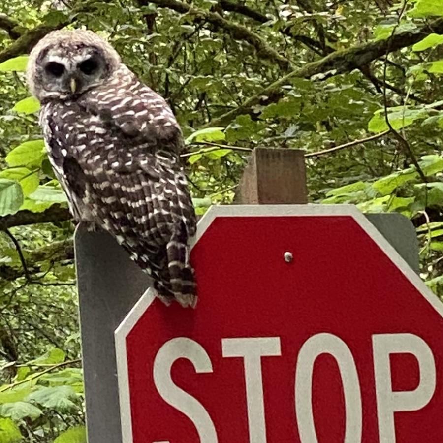 Kopachuck Owl local wildlife