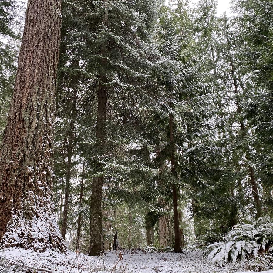 Kopachuck trees in winter snow and trail