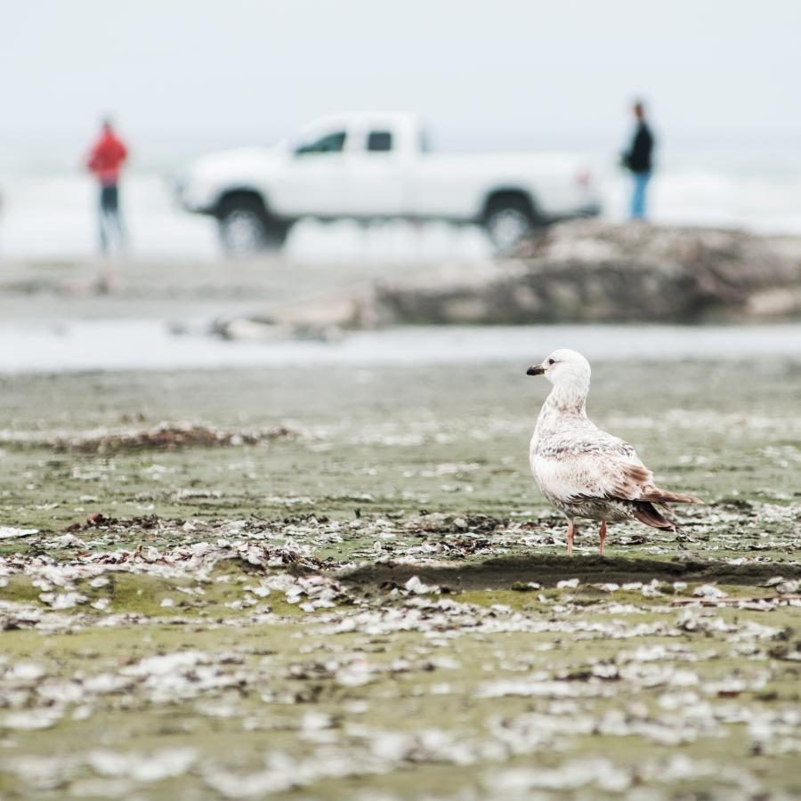 sandpiper looking out at the ocean with white truck parked in the distance and people standing nearby on shore