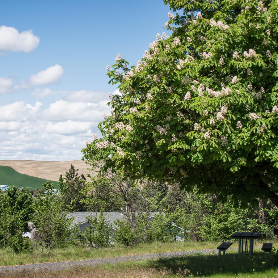 A large green tree shading a picnic table on green grass looking out at houses with farm fields of cut golden wheat and green rice behind.