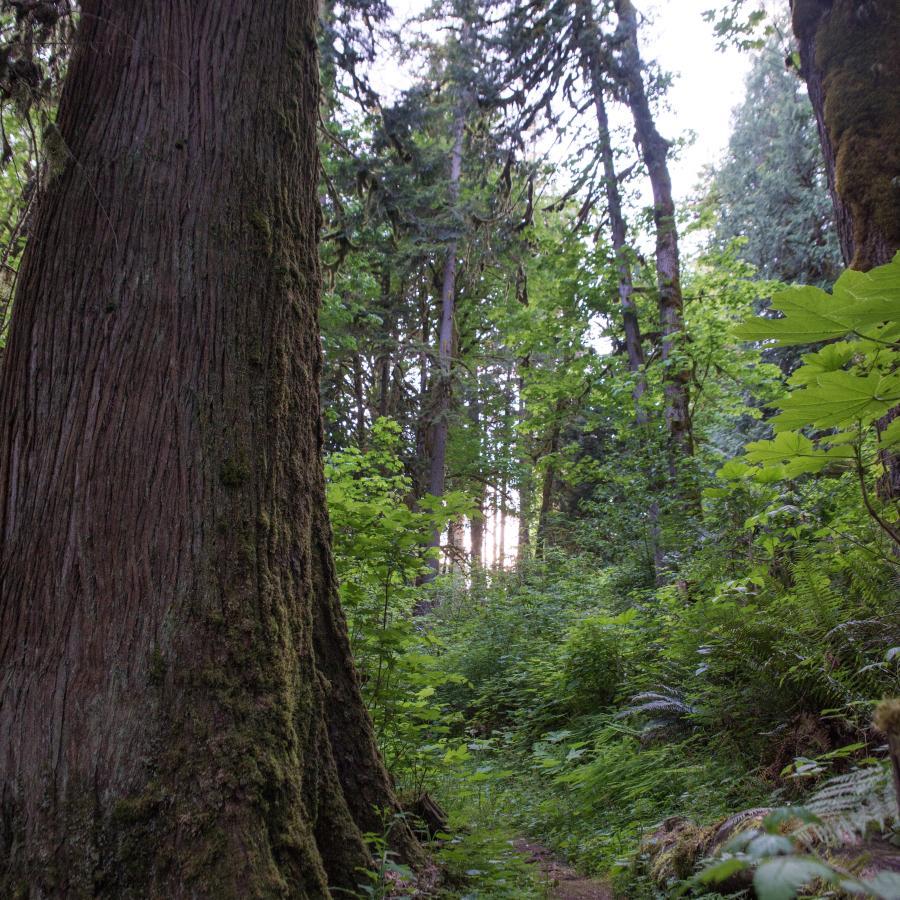 An old growth tree to the left and a dirt trail to the right set against a background of undergrowth and trees.