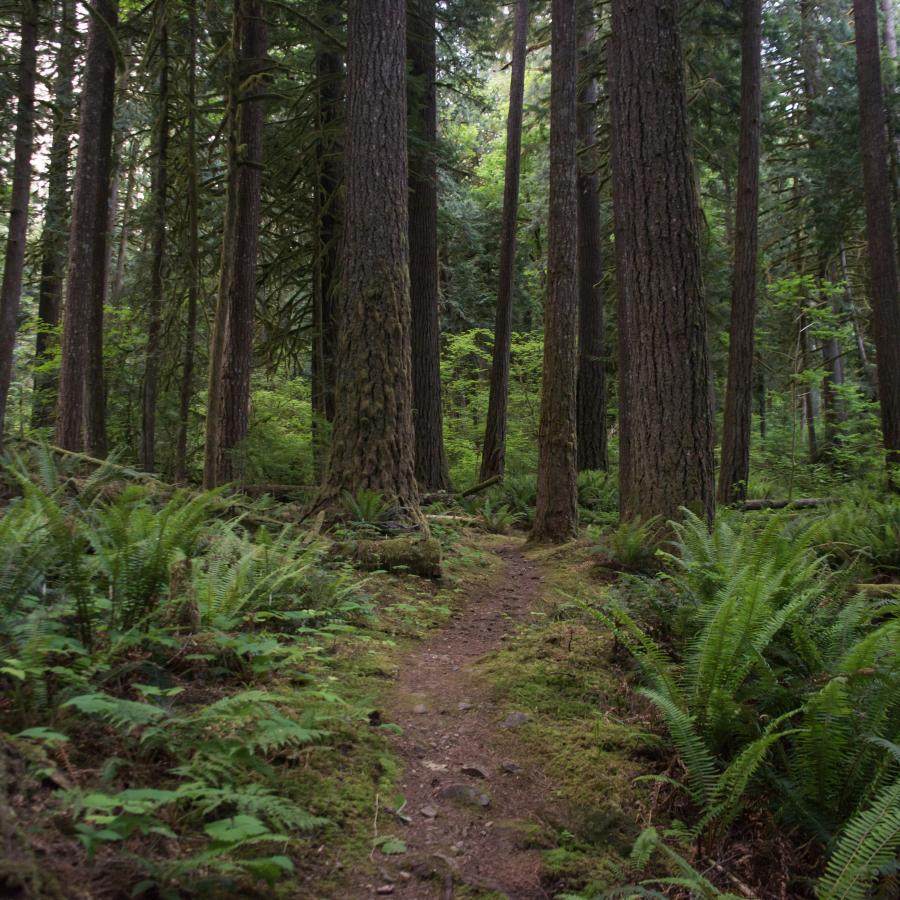 A dirt trail bisects the image with old-growth trees on both the right and left sides of the trail. The understory is full of ferns and moss.