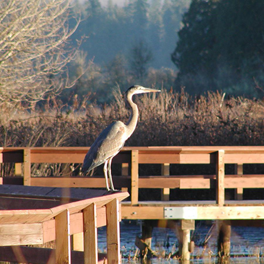 Seaquest Blue Heron