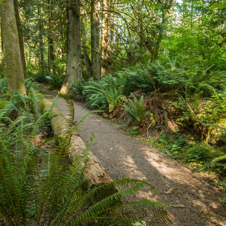 Gravel and dirt trail goes from right to left diagonally through the photo. Ferns are visible on both sides of the trail as well as large trees with grey, greeniish bark.