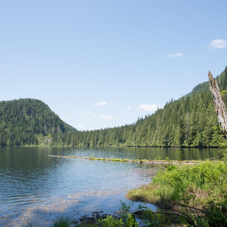 View from the shoreline of the lake with heavily forested hillsides in the background set against the clear, blue water of the lake. There is a fallen tree in the lake still connected to the shoreline, another dead tree to the right, and the rocky bottom fo the shoreline is visible just under the water.