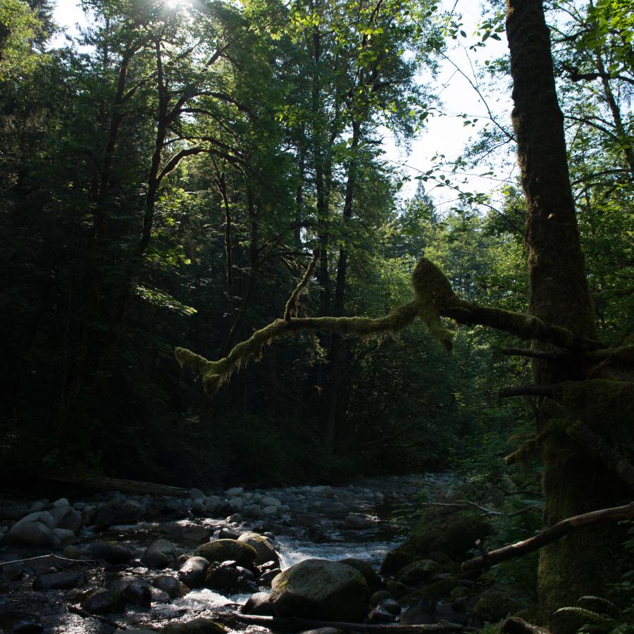 A rocky, riverside photo of water rushing around and overtop of gray rocks with some green moss or lichen. There is a downed log visible to the left and the river takes up the bottom third of the image with the lush green forest along the riverside in the remaining two-thirds.
