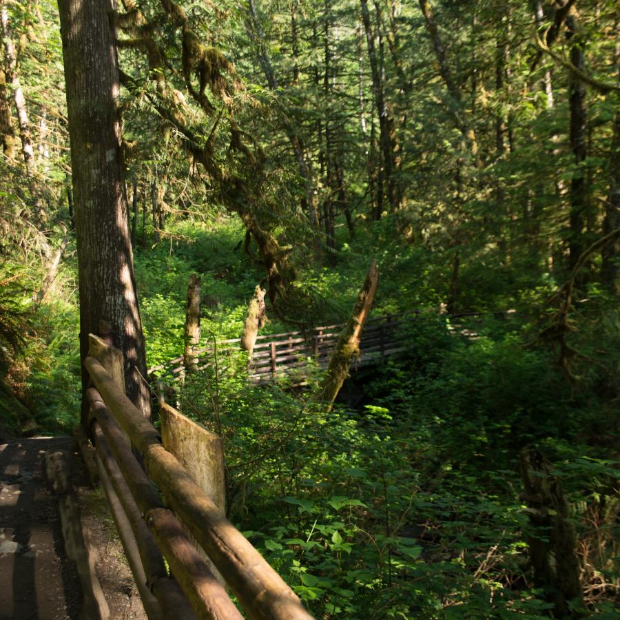 Image of the trail heading toward the footbridge spanning over the rive. The dirt and rock trail is visible on the left side of the image curving to the right where it meets the footbridge. Both are surrounded by lush green forest.