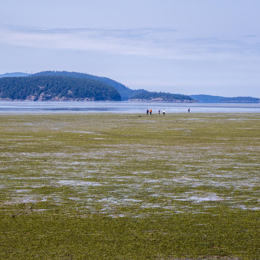 A group of people walk through the seaweed mud beach at low tide to reach the water. Blue skies and islands are in the background.