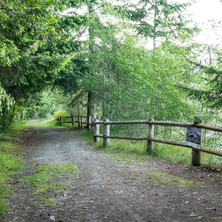A wide dirt walking path, lined with a wood fence and covered with green trees.