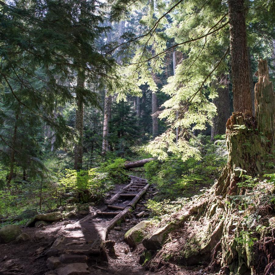 A log staircase cuts through the forest with green shrubs and evergreen trees, with sunlight poking through the tree canopy.