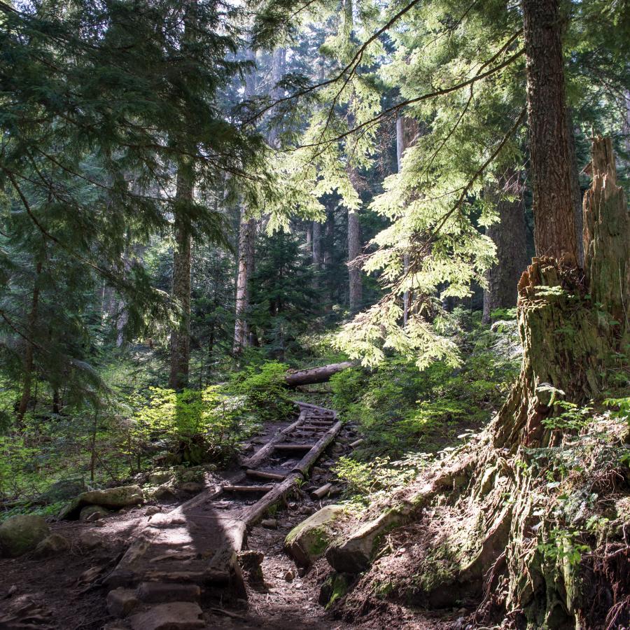 A log staircase cuts through the forest with green shrubs and evergreen trees, with sunlight poking through the tree canopy. 