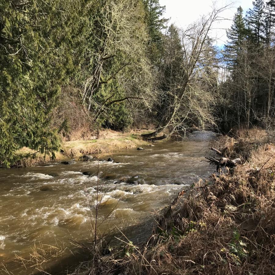 A shallow river with whitecaps and rocks running through pines and brushy shoreline.