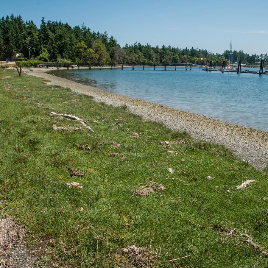 A gravel trail cuts through green grass with the rocky beach and water to the right. A wooden dock and boats, evergreen trees and blue sky sit in the background.