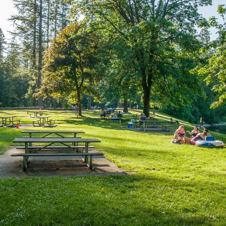 Picnic tables and grills scattered across a green grassy lawn with green, leafy trees and evergreen trees. Users sit on the grass or at tables chatting and soaking the sun shining down.