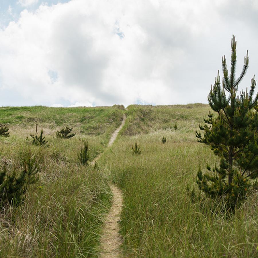 A narrow, sandy trail through dunes covered in tall, green grass and short pines leads out to a cloudy sky above the ocean