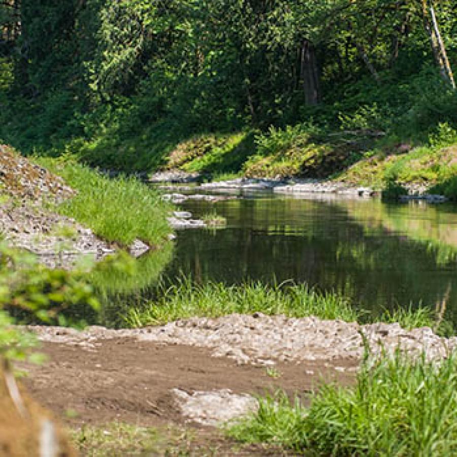 A wide calm spot on the Chehalis River. The water reflects the surrounding green forest which is bathed in dappled sunlight.