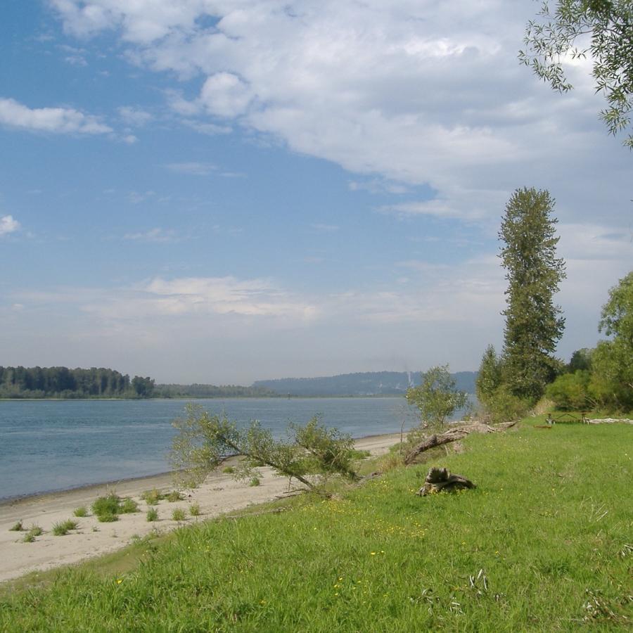 Reed Island shoreline.