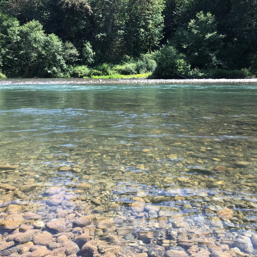 A clear, shallow river with a rocky bottom and a pine forest in the background.