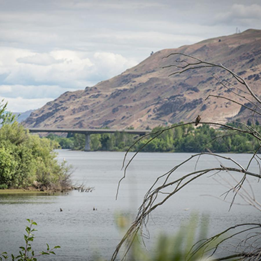 A shrub-covered high desert hillside rises above the pale gray Wenatchee River. The water, which is reflecting the cloudy sky, is spanned by a narrow bridge reaching across to the bush-covered shore opposite the hillside. In the foreground, branches of bushes can be seen .