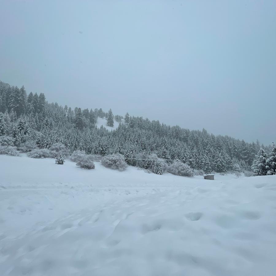 Snow covered field, trees peaking out