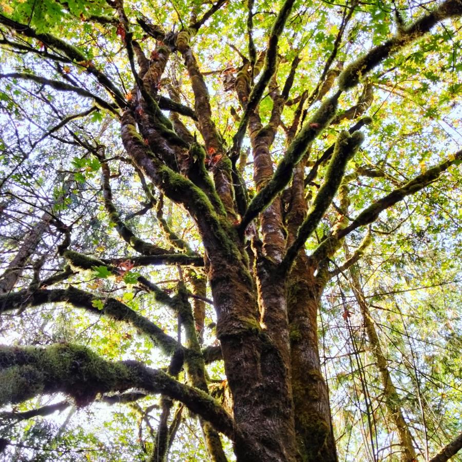 Big Leaf Maple tree covered in moss. 