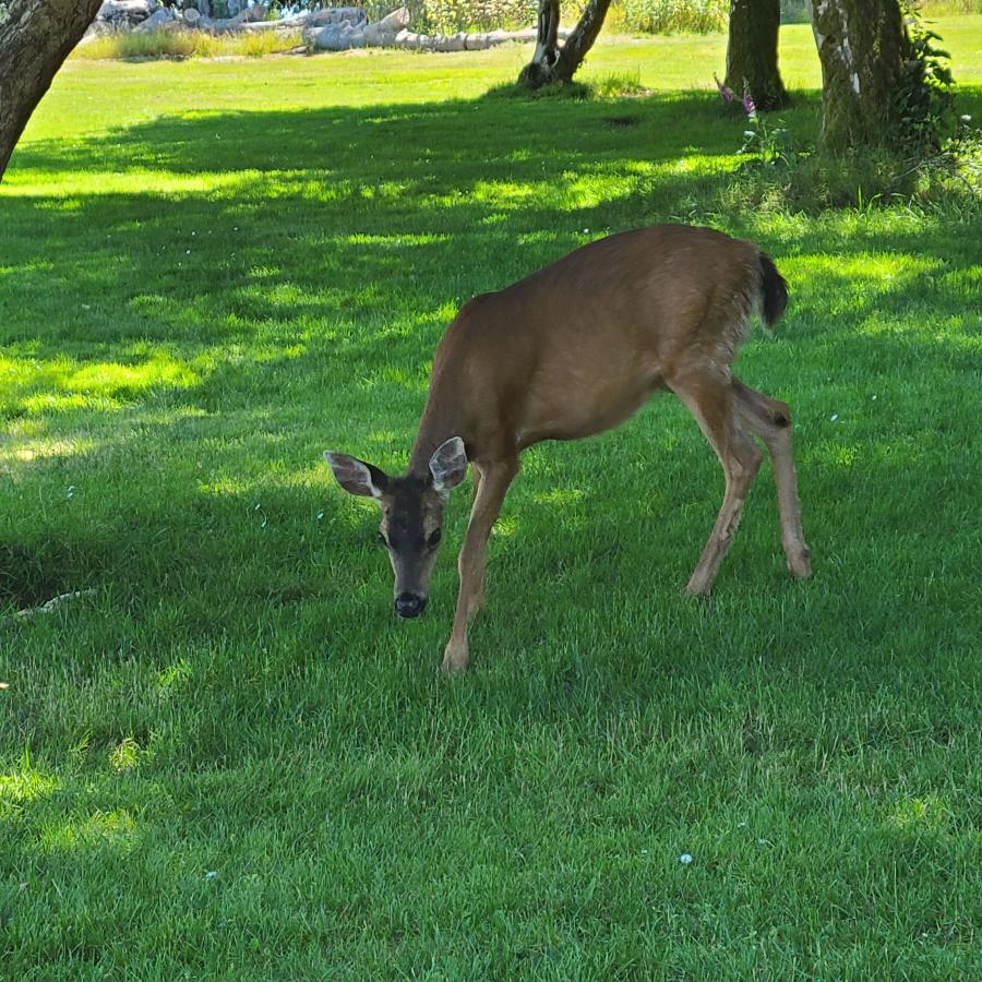 Blake island, day-use, grass areas, picnic, wild life, deer