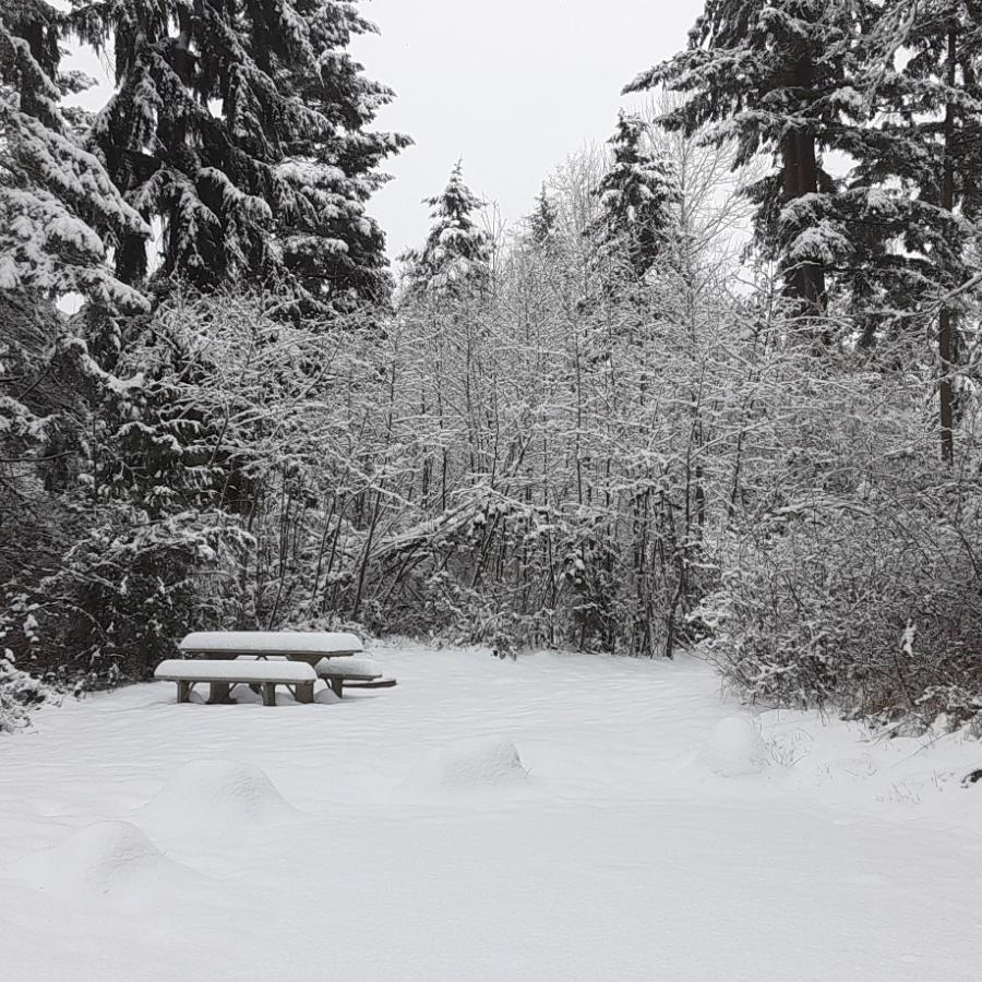 Snow covered campsite with picnic table and large fir trees at Dash Point State Park.