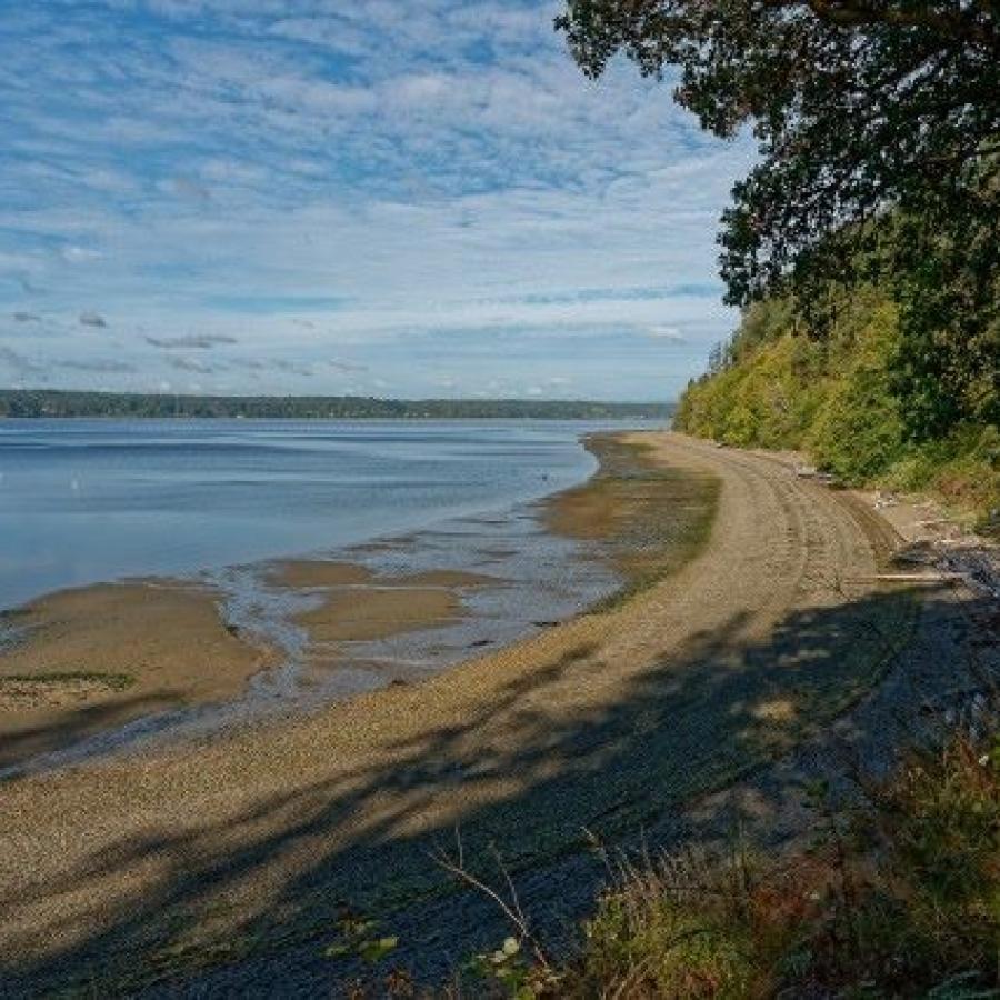 Long stretch of tide washed beach with Madrone tree hanging over sand