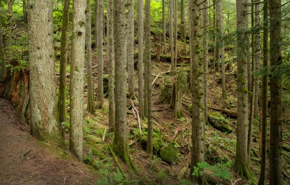 Trail into the woods.
