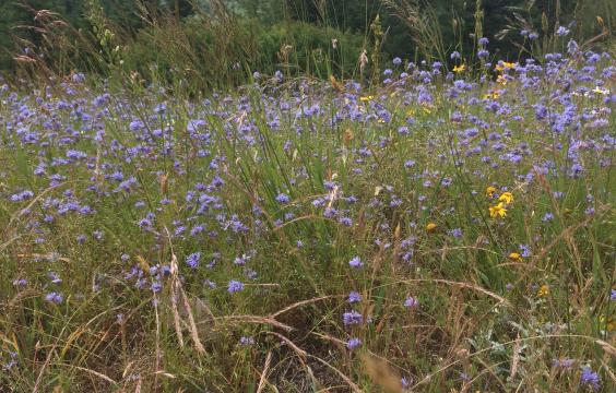 Field of purple and yellow folowers