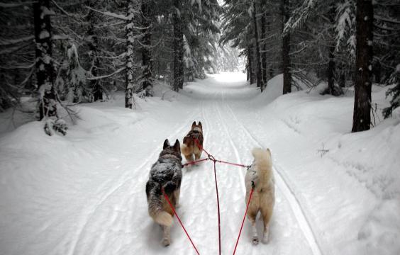 Dogs pulling sled along snowy trail