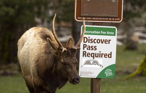 Elk standing next to Discover Pass Required sign at Dosewallips