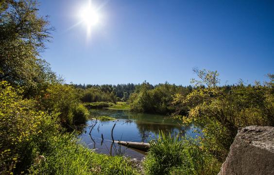 Sunshine over river and trees