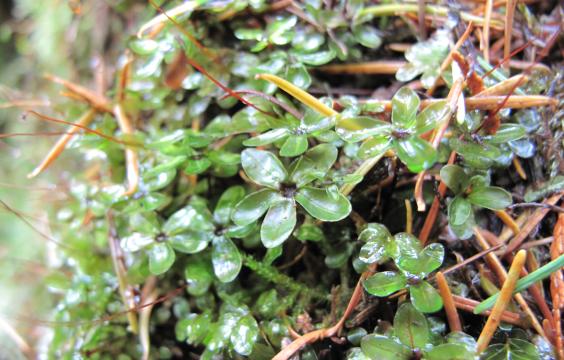 Close up of green liverwort. 