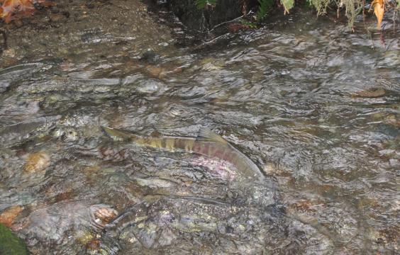 Salmon swimming up stream