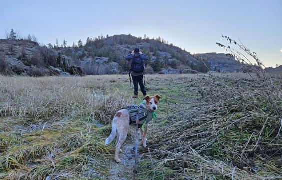 Dog on leash standing in front of hiker.  Canyon walls with trees.